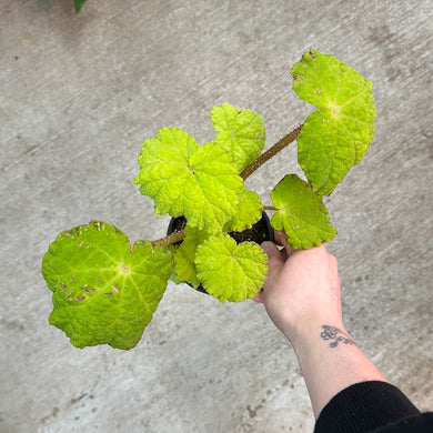 Begonia Lime Marmalade 4