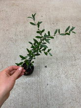 Load image into Gallery viewer, Olea europaea 4" - Common Olive