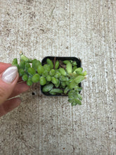 Load image into Gallery viewer, Sedum morganianum (Burrito) 2"