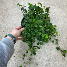 Load image into Gallery viewer, Ficus pumila 6&quot; - Creeping Fig