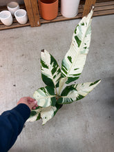 Load image into Gallery viewer, Musa Florida Variegated 6" - Banana