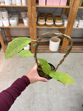 Load image into Gallery viewer, Hoya peninsularis 'Teddy Bear' 4"