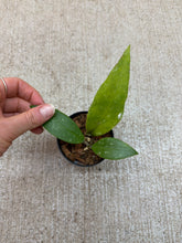 Load image into Gallery viewer, Hoya aceh gayo 2" - Wax Plant
