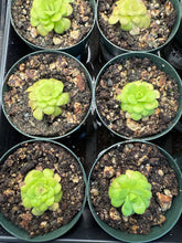 Load image into Gallery viewer, Pinguicula Martinezii 2&quot; - Butterwort