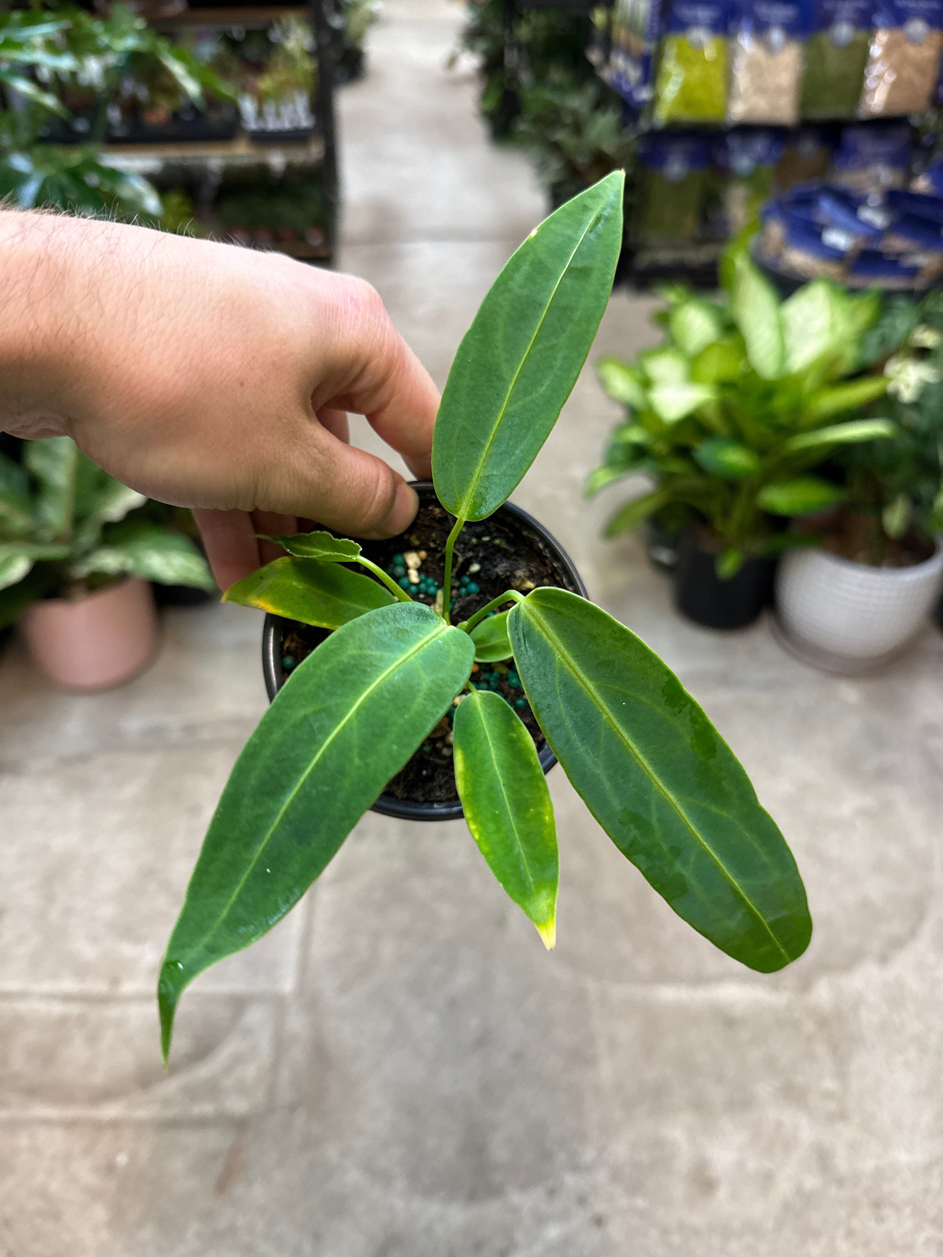 Anthurium Warocqueanum 4