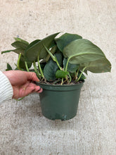 Load image into Gallery viewer, Scindapsus Jade Satin 6" - Pothos