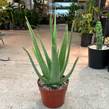Load image into Gallery viewer, Aloe Vera 8&quot;