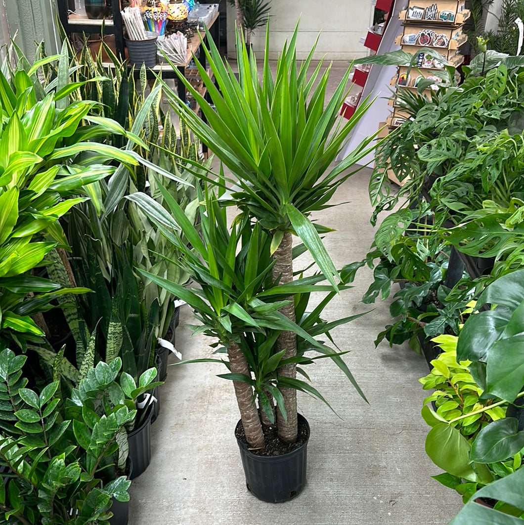 cane yucca outdoors Yucca Cane 10" – Kent East Hill Nursery