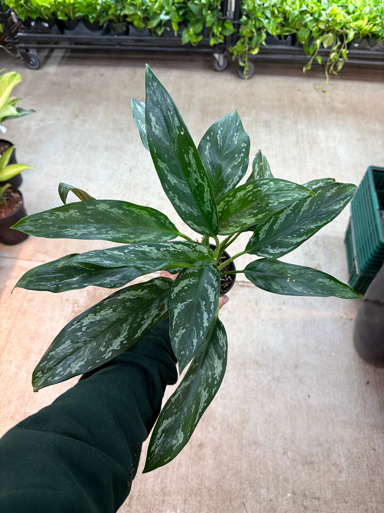 aglaonema painted princess Aglaonema Sombras 4"