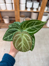 Load image into Gallery viewer, Anthurium Silver Blush Mint 4&quot;