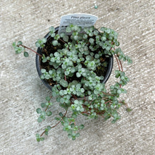 Load image into Gallery viewer, Pilea Silver Sparkle 4&quot;