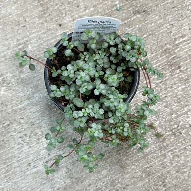 Pilea Silver Sparkle 4