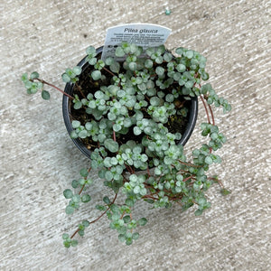 Pilea Silver Sparkle 4"