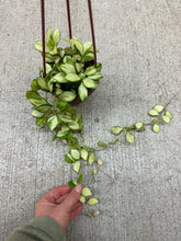Load image into Gallery viewer, Hoya heuschkeliana variegata 4"