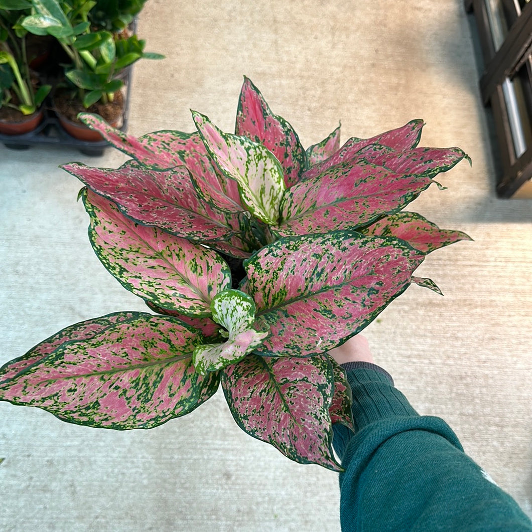 aglaonema pink wishes Aglaonema Red Wishes 6" – Kent East Hill Nursery
