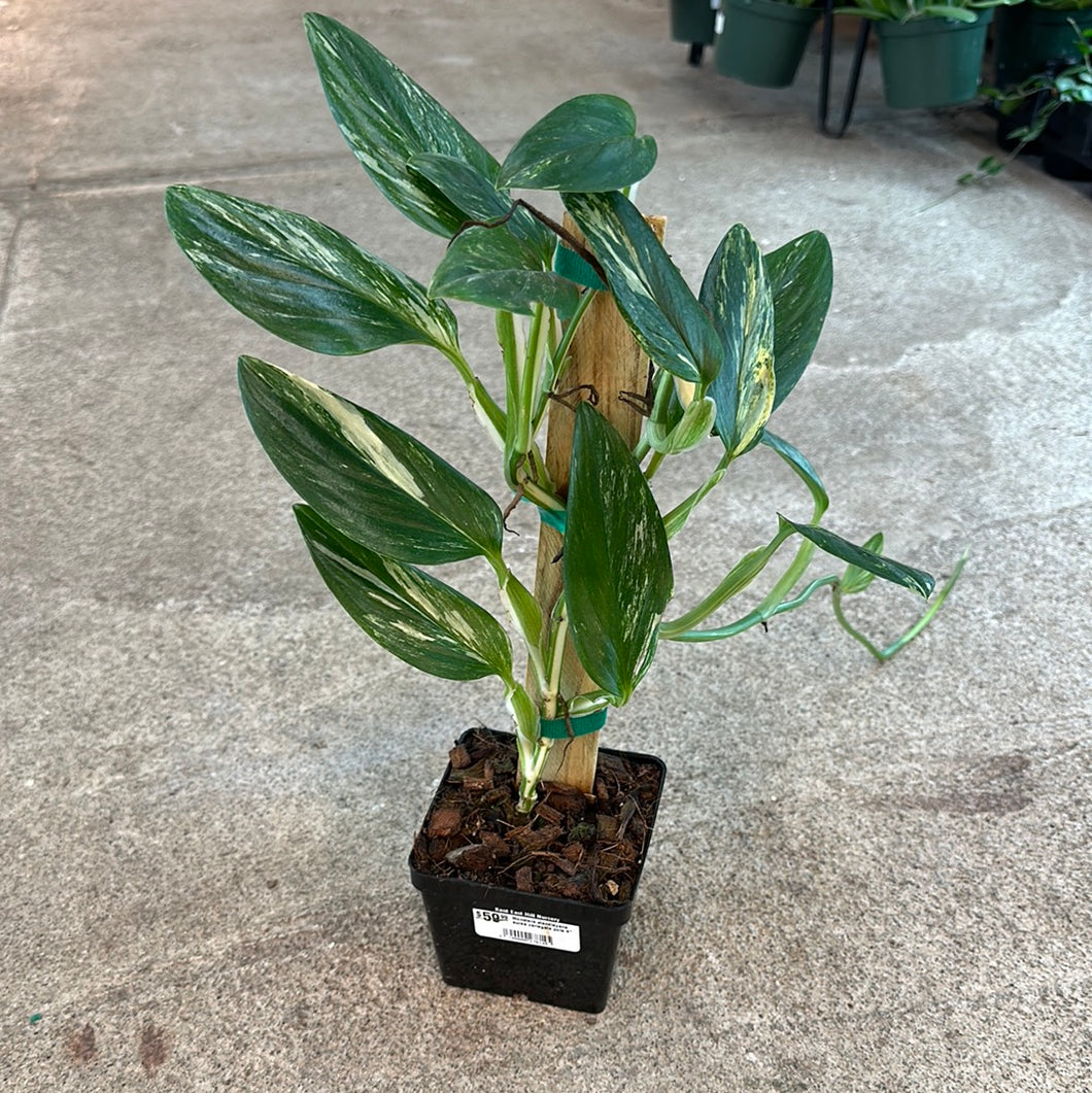 monstera standleyana plant Monstera standleyana aurea variegata pole 4"