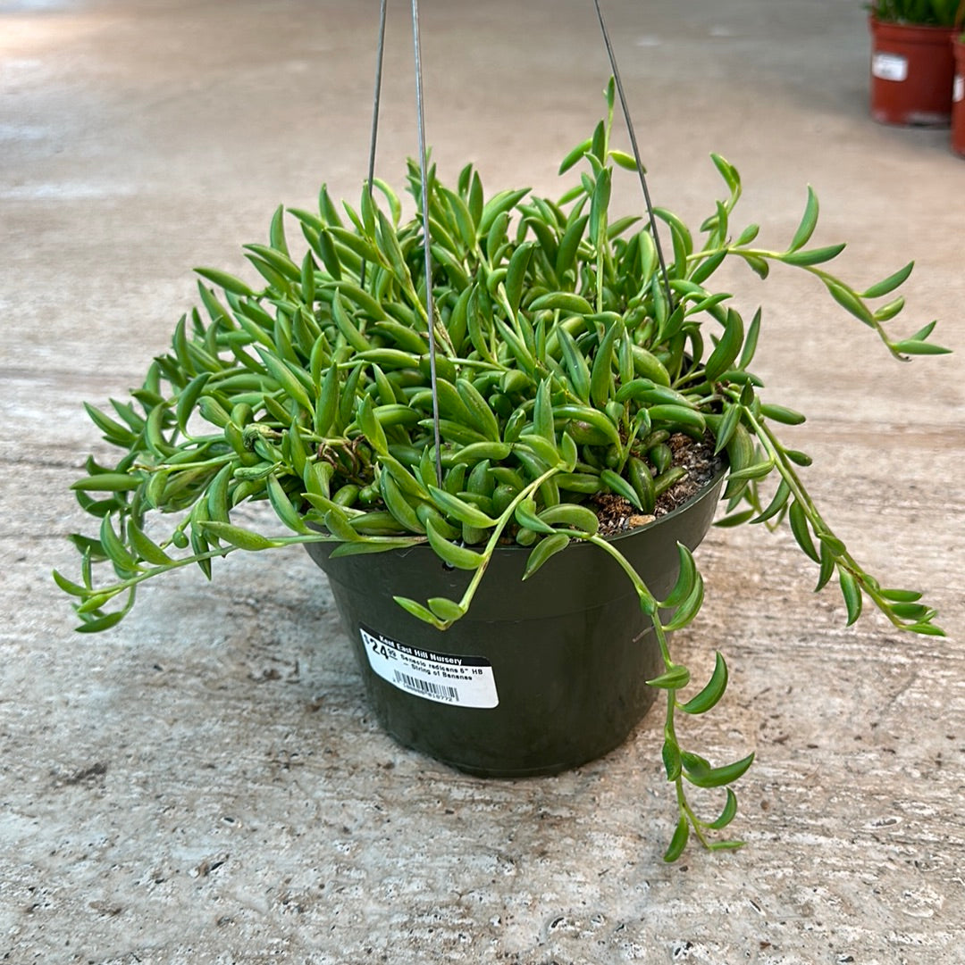 banana succulent Senecio radicans 6" HB