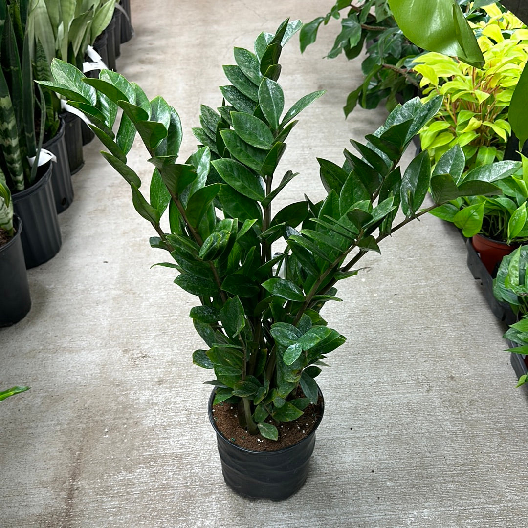 zamioculcas house plant Zamioculcas zamiifolia 8"