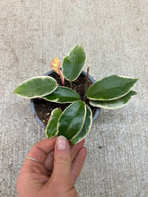 Load image into Gallery viewer, Hoya carnosa Krimson Queen 4&quot;