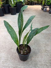 Load image into Gallery viewer, Aspidistra &#39;Milky Way&#39; 5&quot; - Variegated Cast Iron Plant