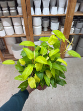 Load image into Gallery viewer, Philodenron Lemon Lime 8"