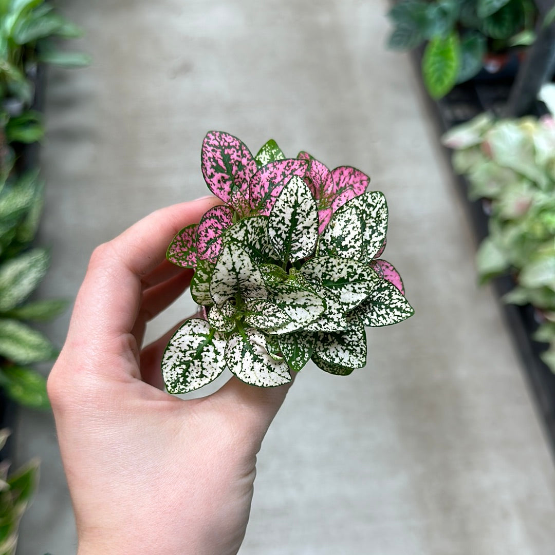 polka dot plant Hypoestes phyllostachya 2