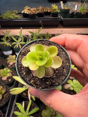 Pinguicula Peaches 2