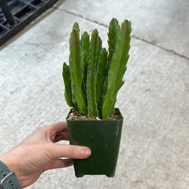 Stapelia gigantea 4