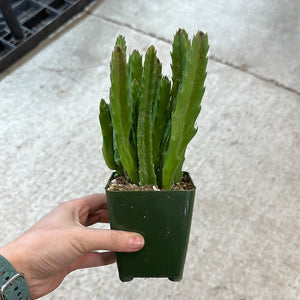 Stapelia gigantea 4" - Carrion Flower