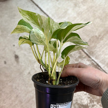 Load image into Gallery viewer, Epipremnum Manjula 4&quot; - Pothos