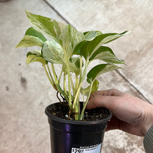 Epipremnum Manjula 4" - Pothos