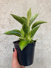 Load image into Gallery viewer, Philodendron Birkin 4"