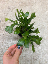 Load image into Gallery viewer, Zygo-Schlumbergera sp. 4" - Holiday Cactus