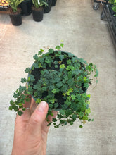 Load image into Gallery viewer, Ficus Quercifolia 4" - String of Frogs