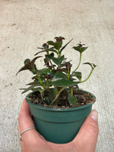 Load image into Gallery viewer, Nematanthus &#39;Black Gold&#39; 4&quot; - Goldfish Plant