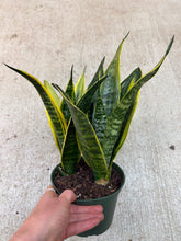Load image into Gallery viewer, Sansevieria Golden Flame 6" - Snake Plant