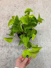 Load image into Gallery viewer, Epipremnum aureum 'Champs-Élysées' 6" - Pothos