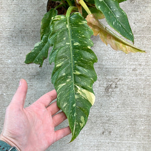 Philodendron Ring of Fire 6"