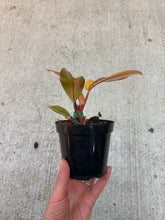Load image into Gallery viewer, Philodendron Persimmon Princess 4"