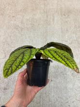 Load image into Gallery viewer, Ardisia Cool Fire 4&quot;