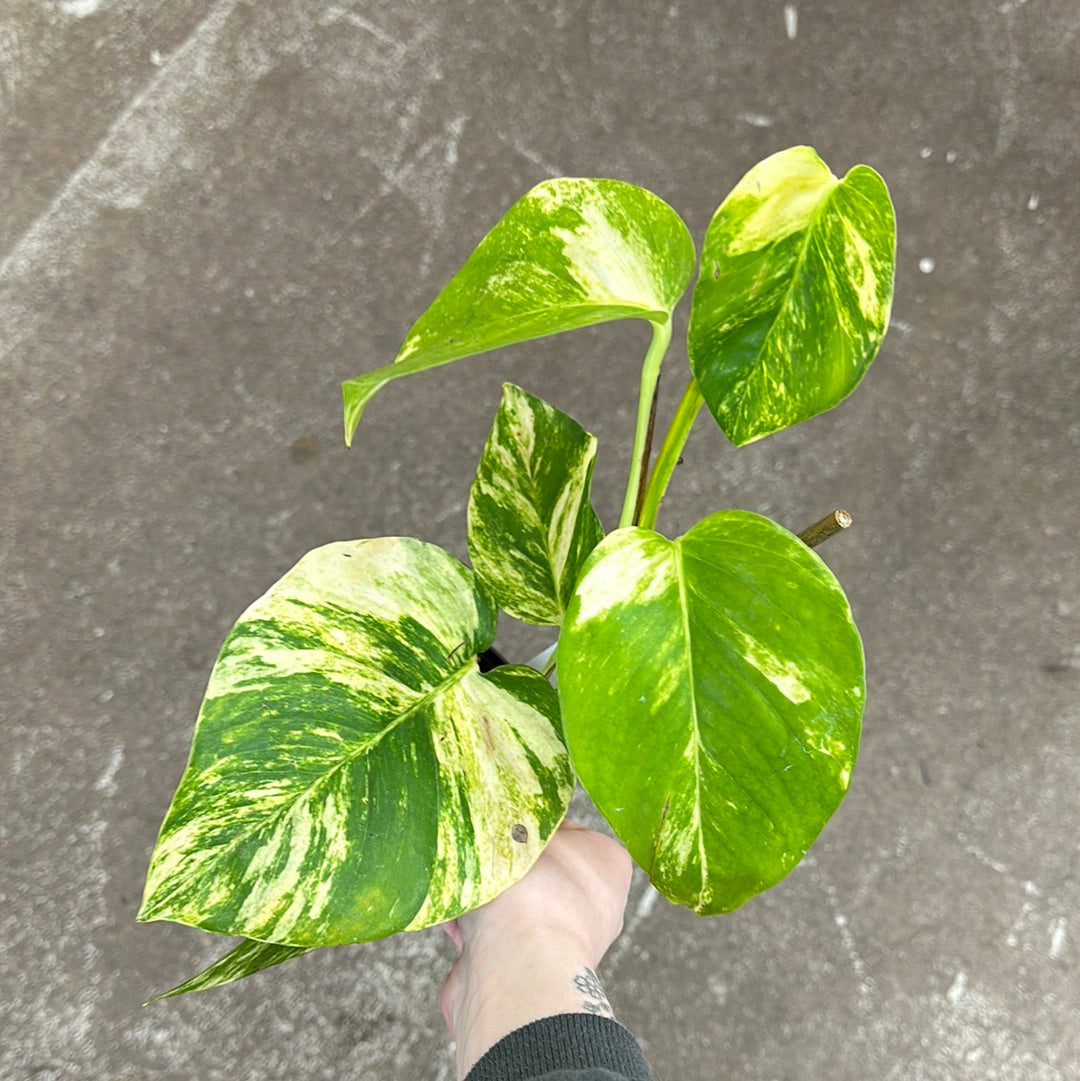 sunshine goddess pothos Epipremnum aur. 'Cosmic Glitter Goddess' 4"
