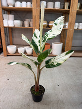 Load image into Gallery viewer, Musa Florida Variegated 6" - Banana