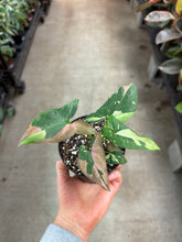 Load image into Gallery viewer, Syngonium Tricolor 4"