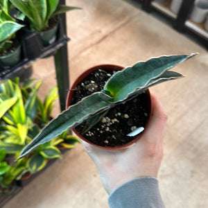 sansevieria zebrina Sansevieria sp. Robusta Blue 4"