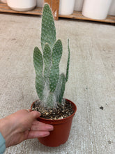 Load image into Gallery viewer, Opuntia sp. 6" - Prickly Pear Cactus