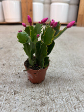 Load image into Gallery viewer, Schlumbergera truncata 2" - Holiday Cactus