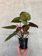 Load image into Gallery viewer, Philodendron Pink Princess x Billietiae 4"