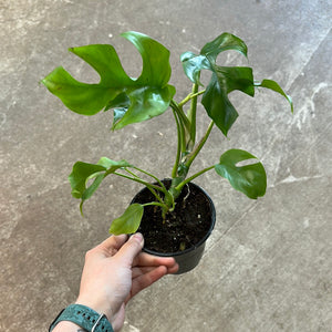 Rhaphidophora Tetrasperma 4"
