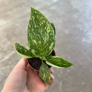 Philodendron Jose Buono 2"