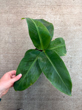 Load image into Gallery viewer, Banana &#39;Cavendish Dwarf&#39; 6&quot;